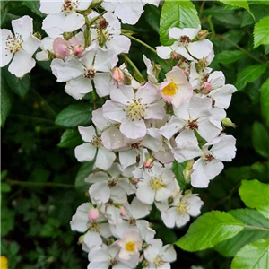 Rose Climber / Rambler 'Norwell'